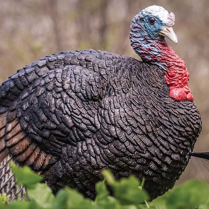 HuntPrep365: Turkey Spam (No, Seriously)
