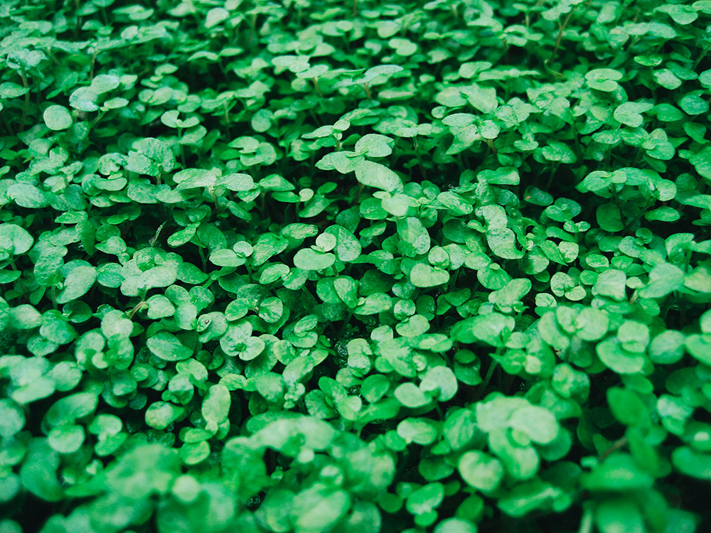 Clover field