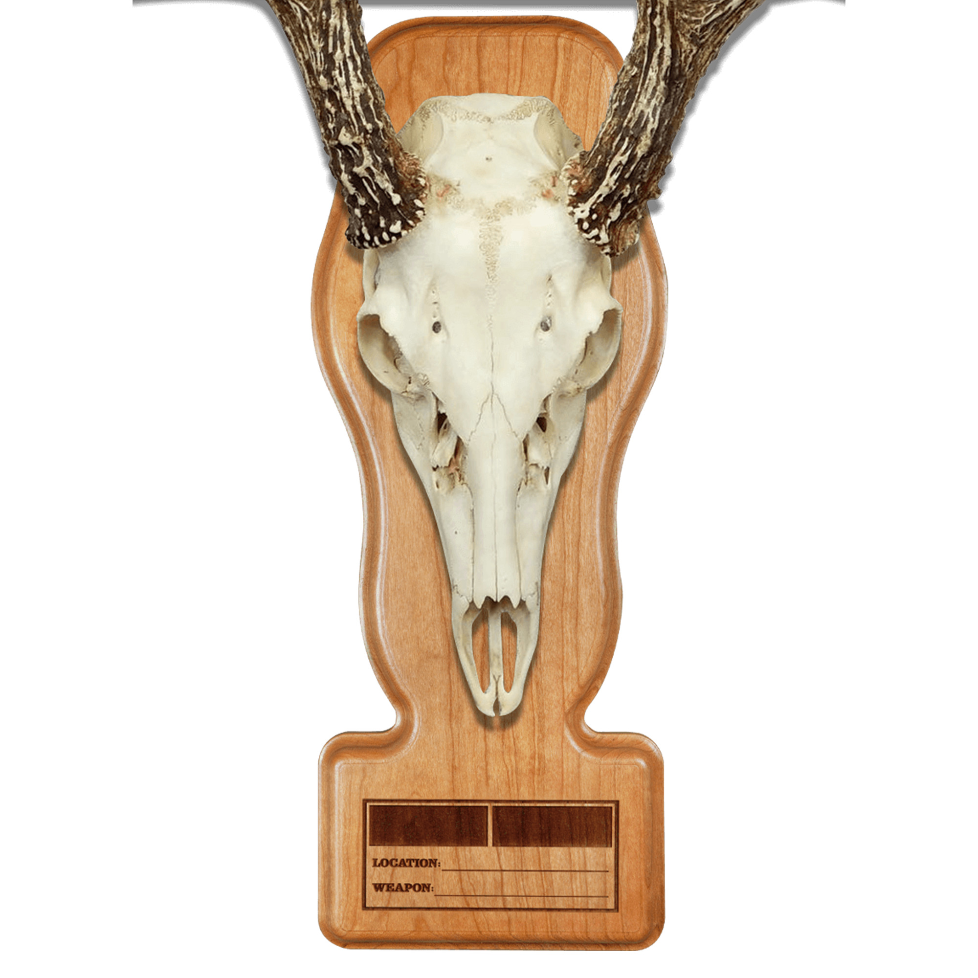 cool deer skull mounts